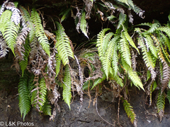 Blechnum chambersii