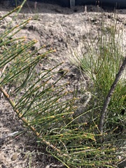Allocasuarina luehmannii
