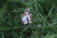 Lomaspilis marginata