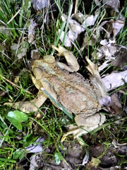 Rhinella arenarum