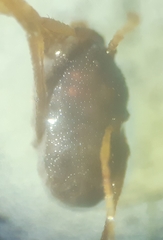 Erythraeidae
