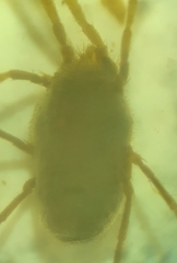 Erythraeidae
