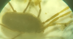 Erythraeidae