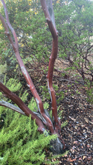 Arctostaphylos