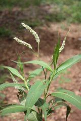 Persicaria acuminata