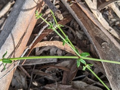 Galium gaudichaudii