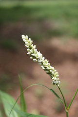 Persicaria acuminata