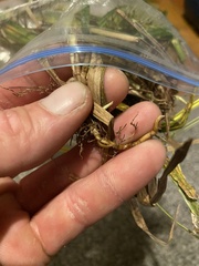 Carex louisianica