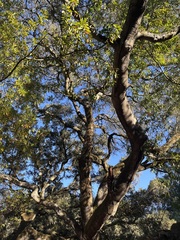 Quercus agrifolia