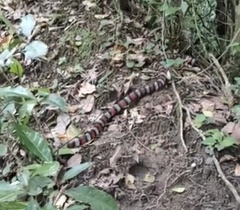 Lampropeltis micropholis