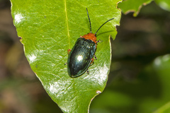 Phyllocharitini