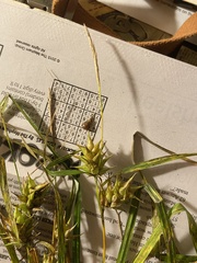 Carex louisianica