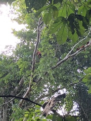 Alouatta seniculus