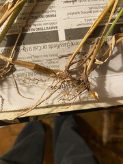 Carex louisianica
