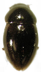 Ptenidium laevigatum