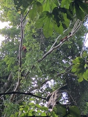 Alouatta seniculus