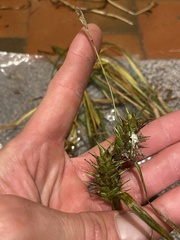 Carex louisianica