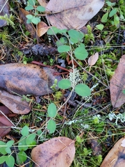 Symphoricarpos mollis