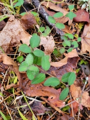 Symphoricarpos mollis