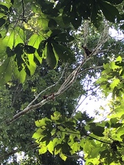 Alouatta seniculus