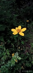 Bidens ostruthioides