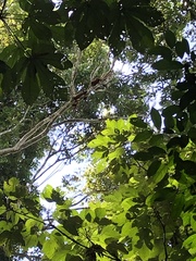 Alouatta seniculus
