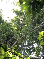 Alouatta seniculus