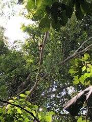 Alouatta seniculus