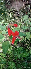 Salvia gesneriiflora