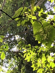 Alouatta seniculus