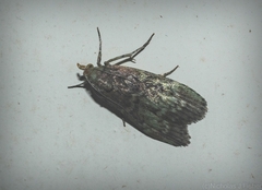 Heteromicta tripartitella