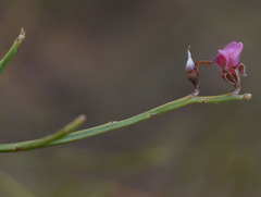 Jacksonia thesioides