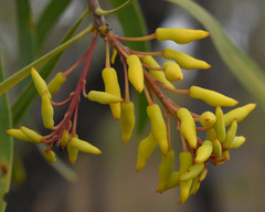 Persoonia falcata