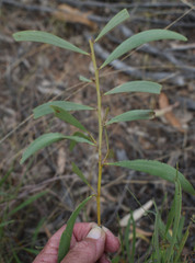 Acacia calyculata