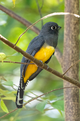 Trogon caligatus