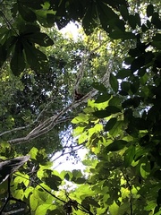 Alouatta seniculus