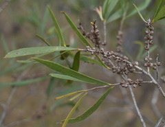Melaleuca stenostachya