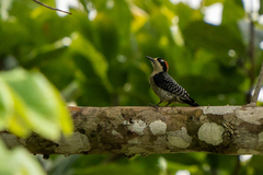Melanerpes pucherani
