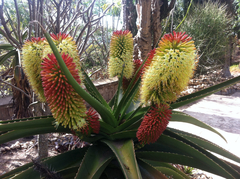 Aloe helenae