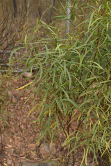 Acacia simsii