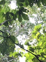 Alouatta seniculus