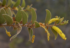 Acacia leptostachya