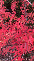 Acer ginnala