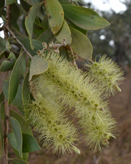 Melaleuca nervosa