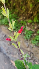Salvia holwayi