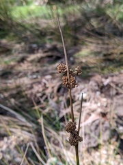 Juncus astreptus