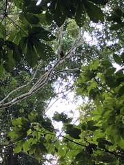 Alouatta seniculus