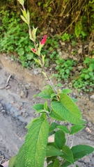 Salvia holwayi