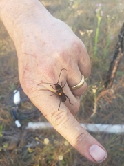 Tragidion coquus
