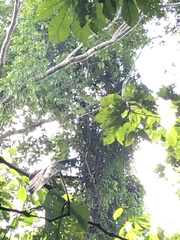Alouatta seniculus
